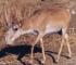 Saiga tatarica Saiga tatarica